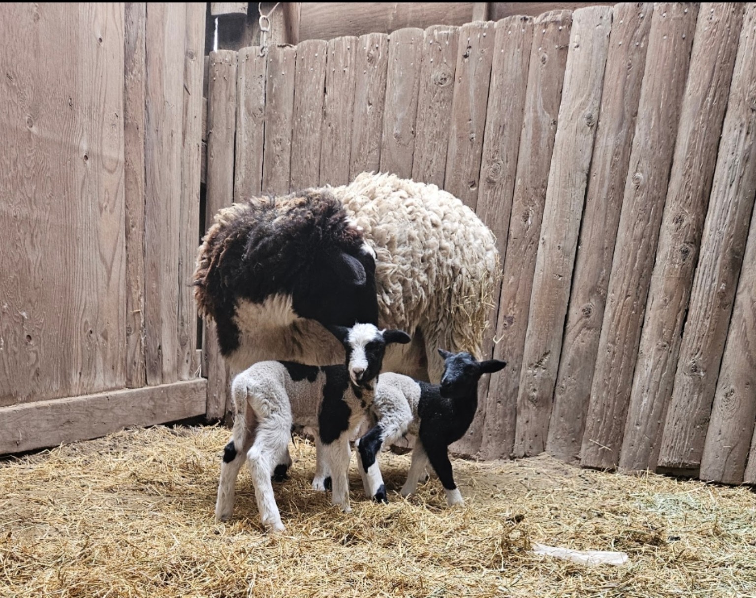 A ewe standing with two young lambs