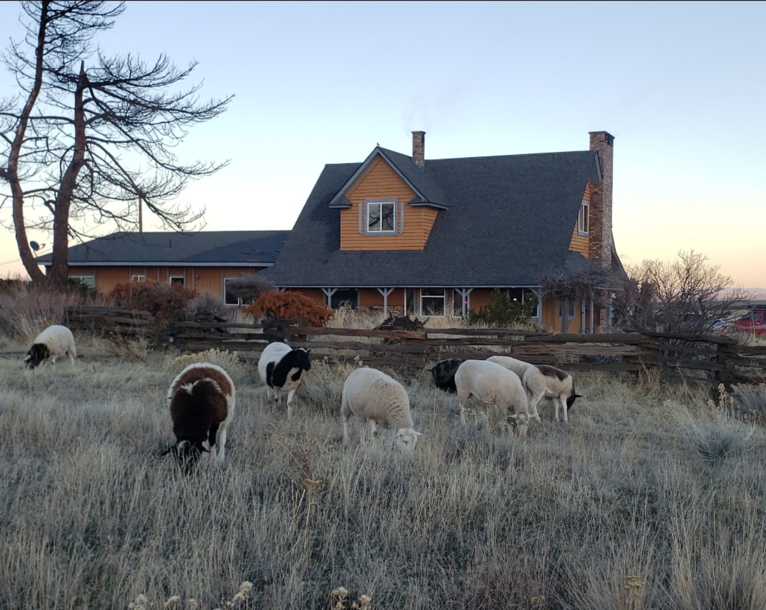 Horseshoe House with sheep grazing in the pasture
