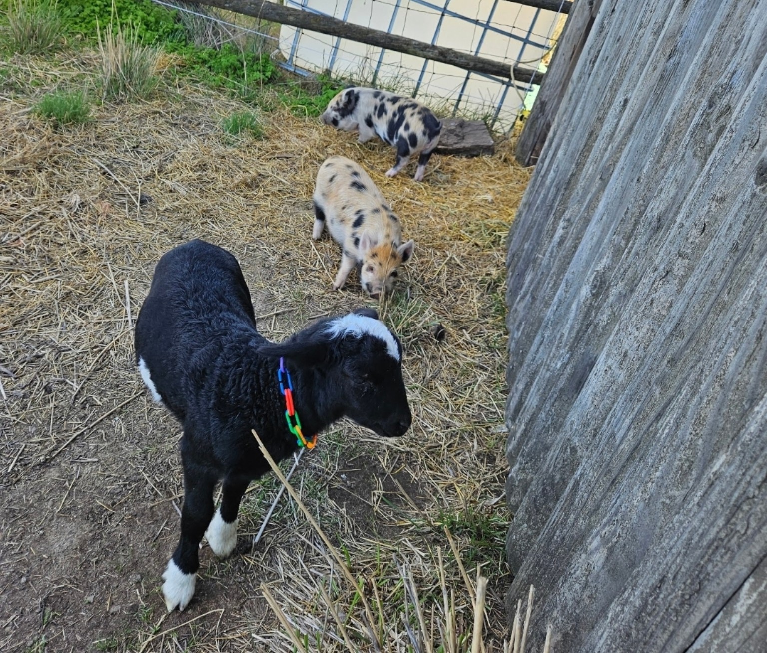A lamb and piglets together near the barn
