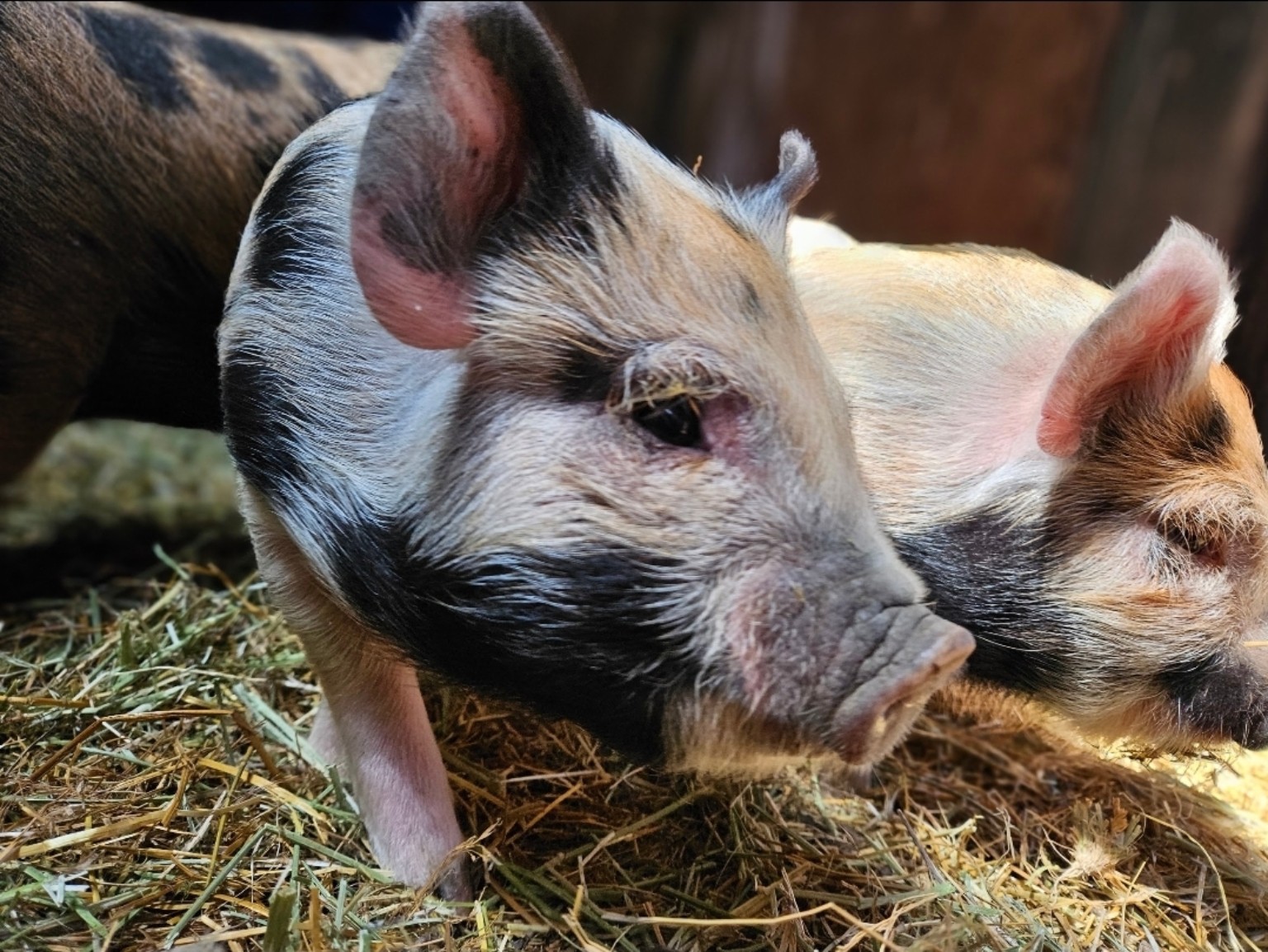 Close portrait of two piglets resting on straw