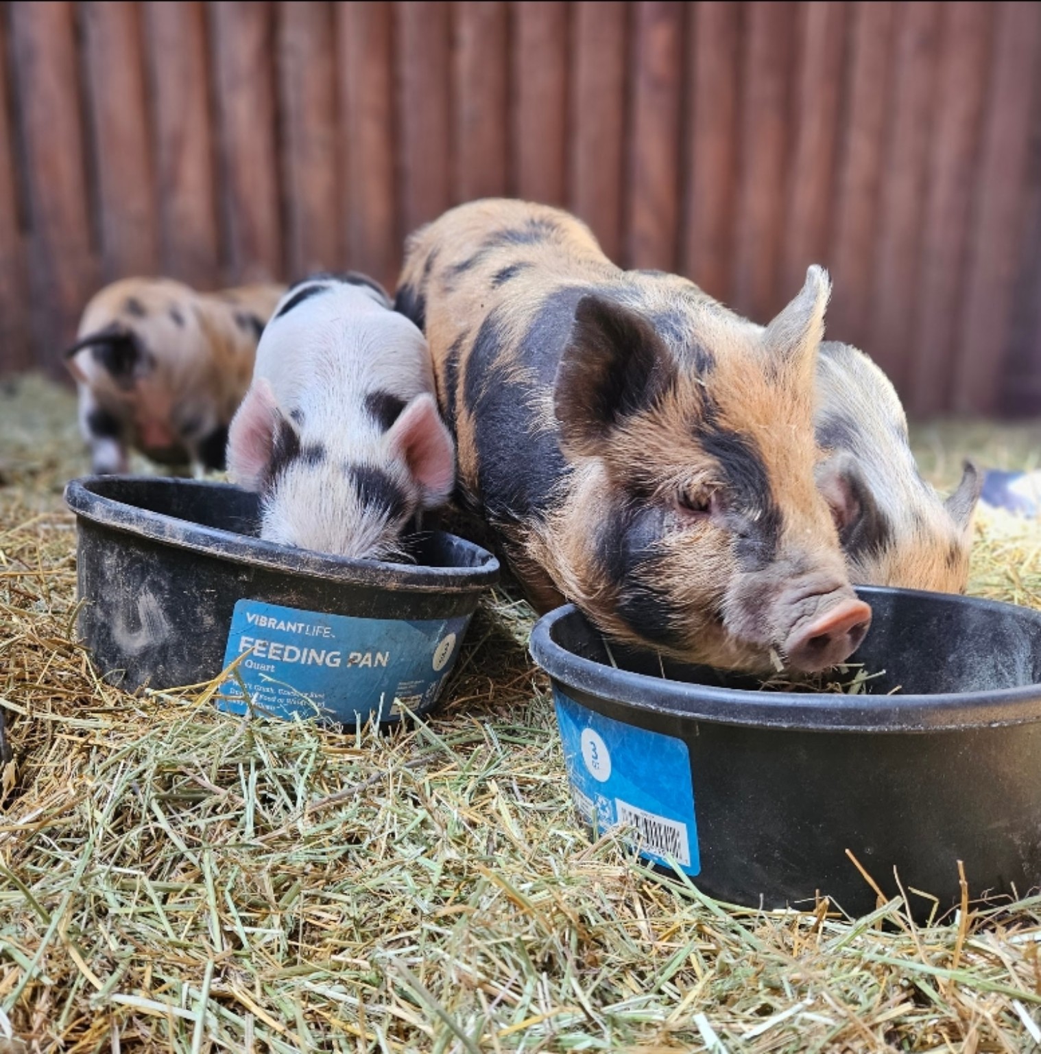 Colorful piglets gathered at feeding bowls