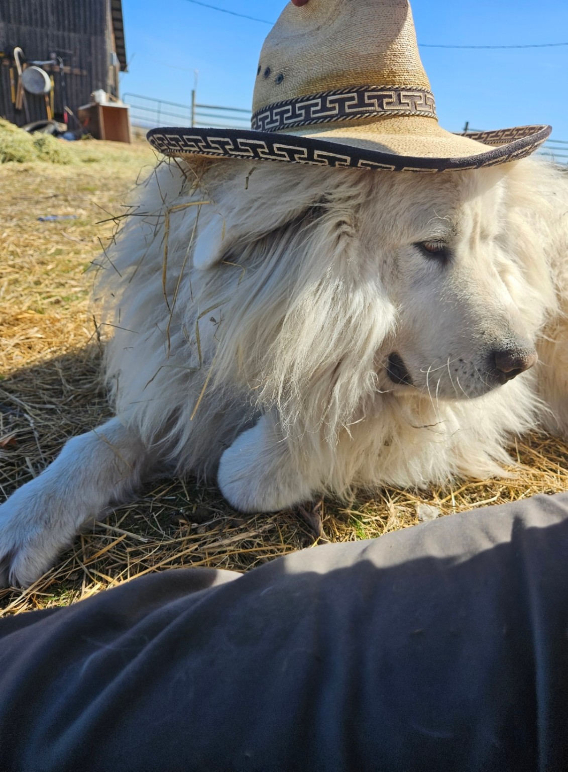 White livestock guardian dog wearing a cowboy hat